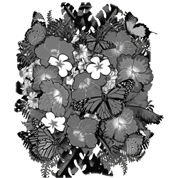 BUTTERFLY HIBISCUS 18537SA4.gif